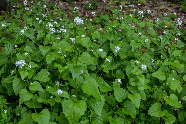 Sunlight Filtering Forest Illuminating Many Plants Garlic Mustard Beautiful Light — Stock Photo, Image