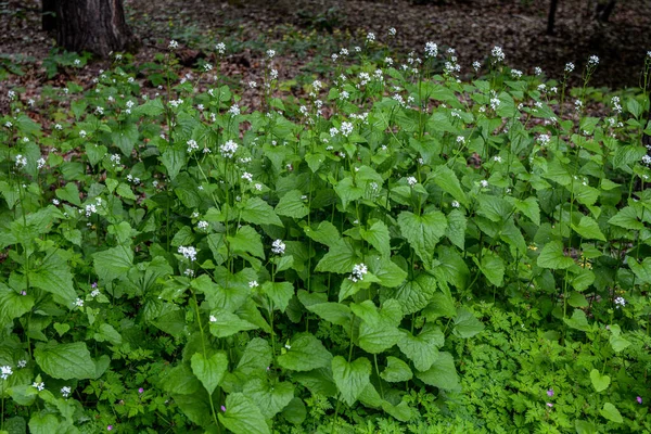 Sunlight Filtering Forest Illuminating Many Plants Garlic Mustard Beautiful Light — Φωτογραφία Αρχείου