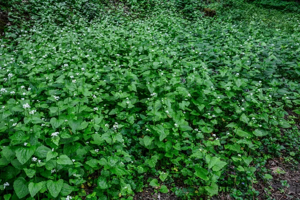 Sunlight Filtering Forest Illuminating Many Plants Garlic Mustard Beautiful Light — Stok fotoğraf