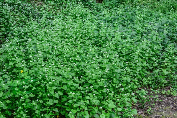 Sunlight Filtering Forest Illuminating Many Plants Garlic Mustard Beautiful Light — Stock fotografie