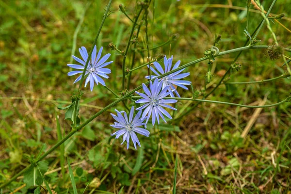 Bright Flowers Chicory Background Summer Landscape — Stock Photo, Image