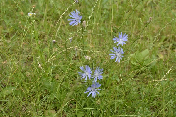 Bright Flowers Chicory Background Summer Landscape — Stock Photo, Image