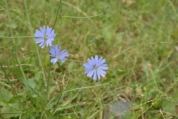 Jasne Kwiaty Cykorii Tle Letniego Krajobrazu — Zdjęcie stockowe