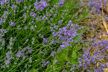 Lavender flowers in bloom .Lavender Flowers Field. Growing and Blooming Lavender .close up shot of lavender flowers .