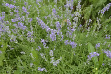 Lavanta çiçekleri çiçek açmış. Lavanta çiçekleri. Büyüyen ve açan lavanta çiçekleri. Yakın plan lavanta çiçekleri. .
