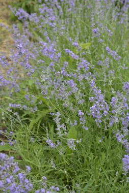 Lavanta çiçekleri çiçek açmış. Lavanta çiçekleri. Büyüyen ve açan lavanta çiçekleri. Yakın plan lavanta çiçekleri. .