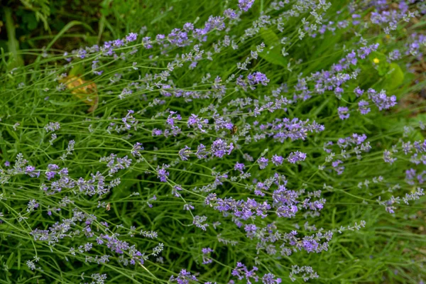 Lavendel Bloemen Bloei Lavendel Bloemen Veld Groeien Bloeien Lavendel Close — Stockfoto