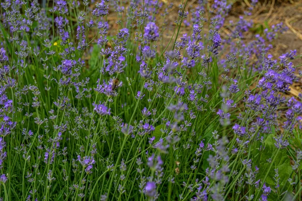 Lavender Flowers Bloom Lavender Flowers Field Growing Blooming Lavender Close — Fotografia de Stock