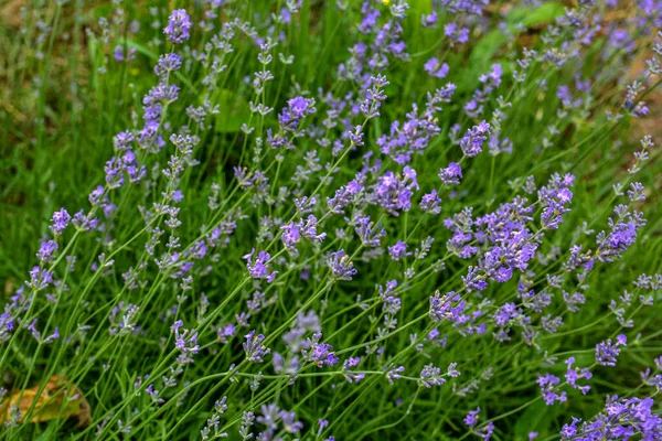 Lavender Flowers Bloom Lavender Flowers Field Growing Blooming Lavender Close — Fotografia de Stock