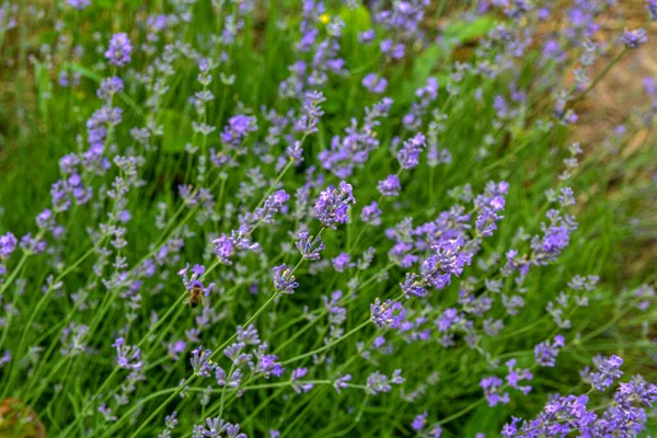 Lavender Flowers Bloom Lavender Flowers Field Growing Blooming Lavender Close —  Fotos de Stock