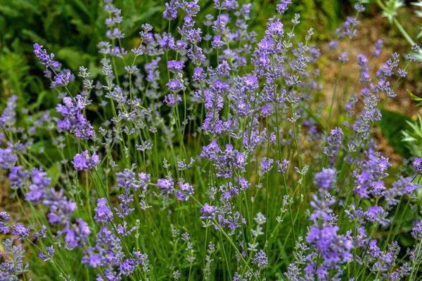 Lavender Flowers Bloom Lavender Flowers Field Growing Blooming Lavender Close — Zdjęcie stockowe