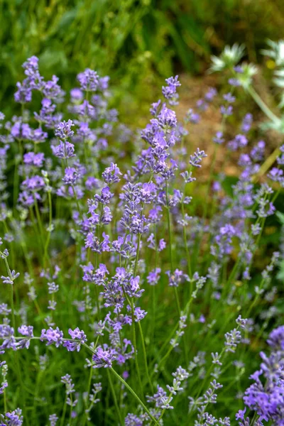 Lavender flowers in bloom .Lavender Flowers Field. Growing and Blooming Lavender .close up shot of lavender flowers .