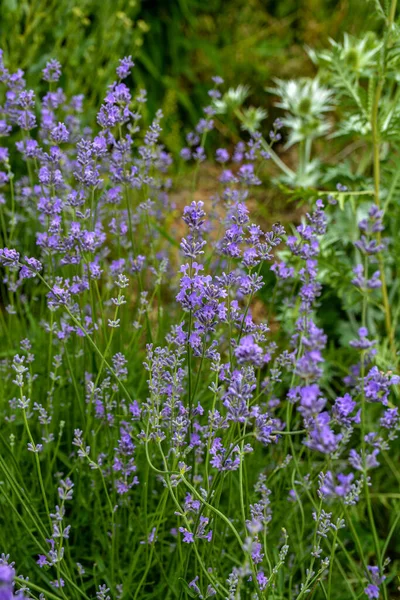 Lavendel Bloemen Bloei Lavendel Bloemen Veld Groeien Bloeien Lavendel Close — Stockfoto