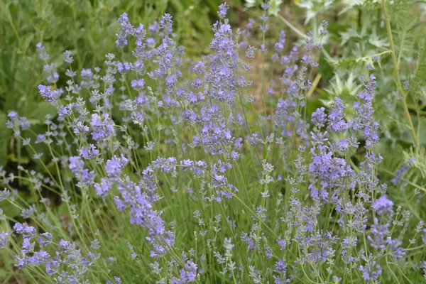 Lavender flowers in bloom .Lavender Flowers Field. Growing and Blooming Lavender .close up shot of lavender flowers .