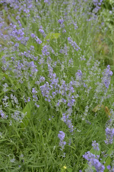 Lavender Flowers Bloom Lavender Flowers Field Growing Blooming Lavender Close — Stock Fotó