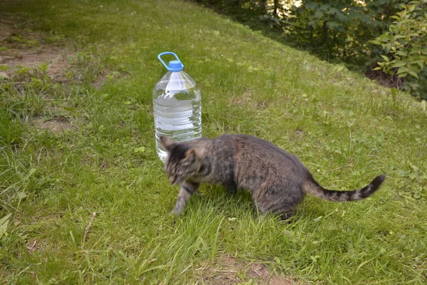 Μεγάλο Μπουκάλι Νερό Στο Γρασίδι Στον Κήπο Μπουκάλι Νερό Στο — Φωτογραφία Αρχείου