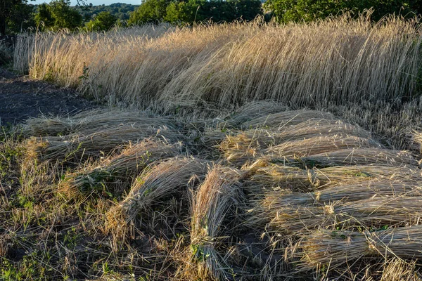 Sheaves of ripe wheat.Sheaves of rye standing at cornfield .Wheat sheaves or stooks drying at the harvest .