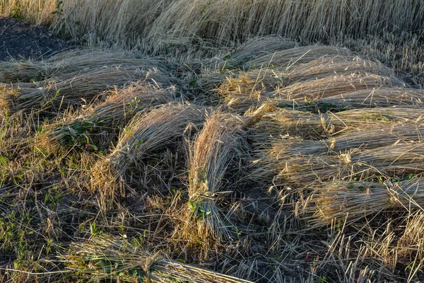 Sheaves Ripe Wheat Sheaves Rye Standing Cornfield Wheat Sheaves Stooks — Foto Stock