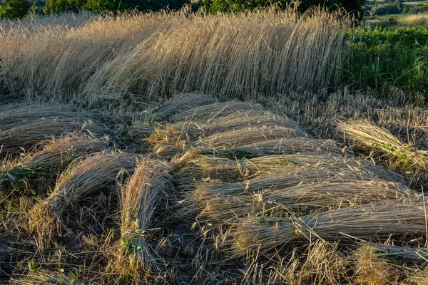 Sheaves of ripe wheat.Sheaves of rye standing at cornfield .Wheat sheaves or stooks drying at the harvest .