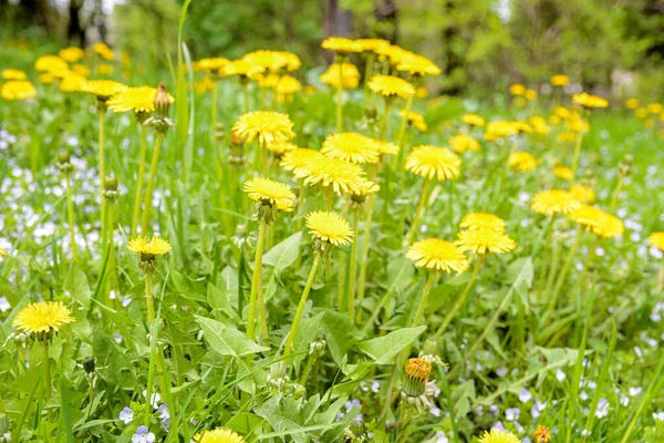 Yellow flowers of dandelions in green backgrounds. Spring and summer background. Flowering dandelions on the lawn.