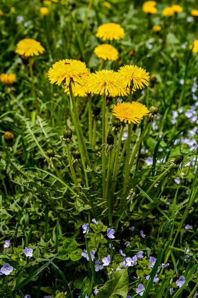 Yellow flowers of dandelions in green backgrounds. Spring and summer background. Flowering dandelions on the lawn.