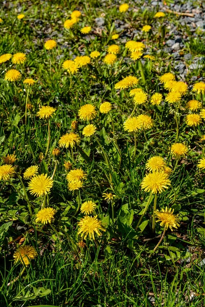 Yellow flowers of dandelions in green backgrounds. Spring and summer background. Flowering dandelions on the lawn.