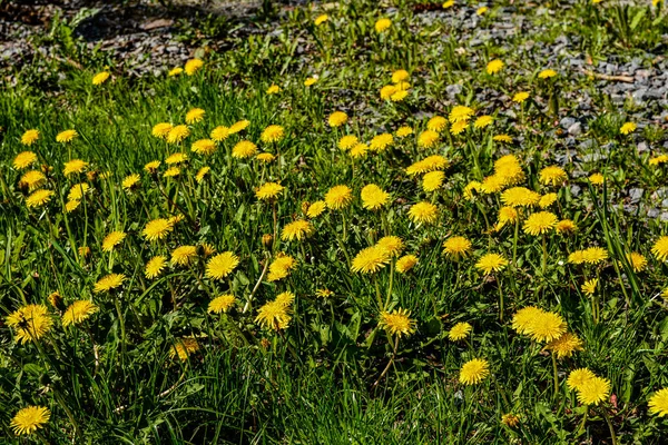 Yellow Flowers Dandelions Green Backgrounds Spring Summer Background Flowering Dandelions — Stockfoto