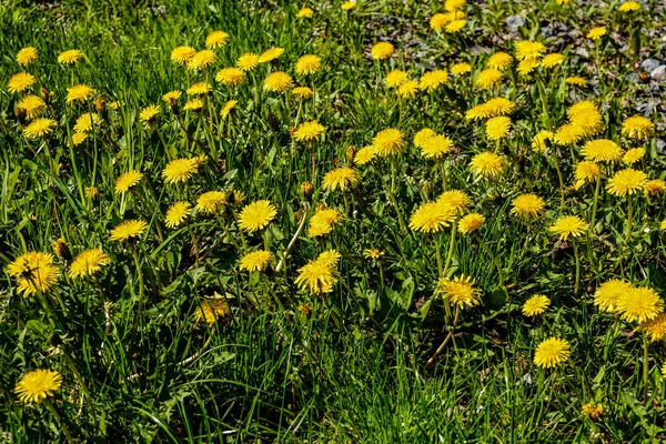 Yellow flowers of dandelions in green backgrounds. Spring and summer background. Flowering dandelions on the lawn.