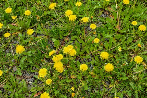 Yellow flowers of dandelions in green backgrounds. Spring and summer background. Flowering dandelions on the lawn.