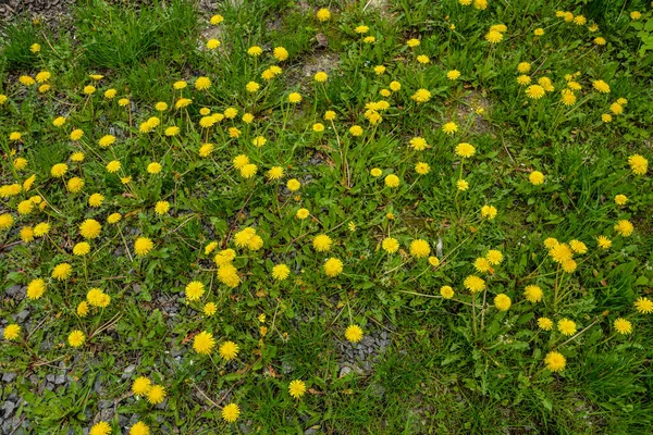 Yellow flowers of dandelions in green backgrounds. Spring and summer background. Flowering dandelions on the lawn.