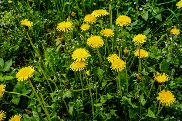 Yellow flowers of dandelions in green backgrounds. Spring and summer background. Flowering dandelions on the lawn.