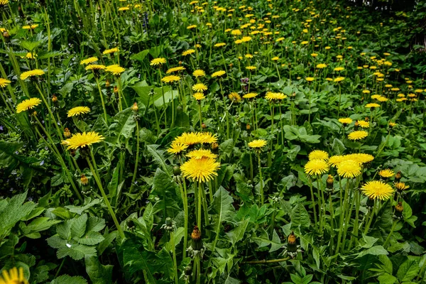 Yellow flowers of dandelions in green backgrounds. Spring and summer background. Flowering dandelions on the lawn.