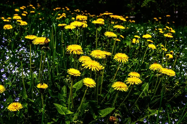 Yeşil Arka Planda Sarı Karahindiba Çiçekleri Bahar Yaz Arkaplanı Çiçekli — Stok fotoğraf