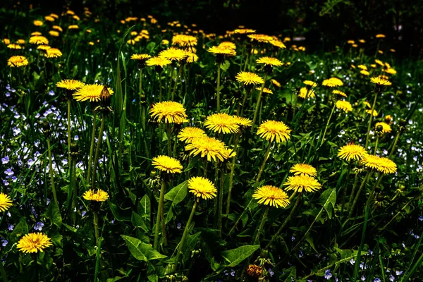 Yellow Flowers Dandelions Green Backgrounds Spring Summer Background Flowering Dandelions — стоковое фото