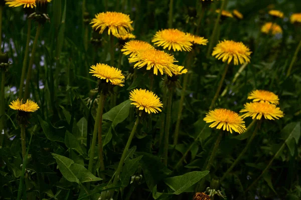 Yellow flowers of dandelions in green backgrounds. Spring and summer background. Flowering dandelions on the lawn.