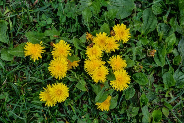 Yellow Flowers Dandelions Green Backgrounds Spring Summer Background Flowering Dandelions — Zdjęcie stockowe