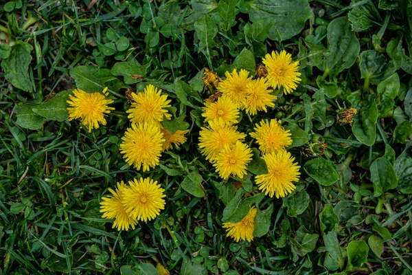 Жовті Квіти Кульбаб Зеленому Фоні Весняний Літній Фон Квітучі Кульбаби — стокове фото