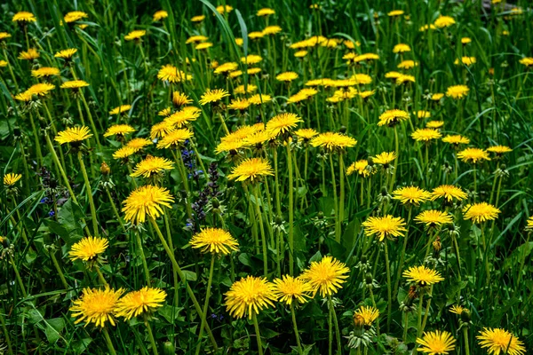 Yellow flowers of dandelions in green backgrounds. Spring and summer background. Flowering dandelions on the lawn.