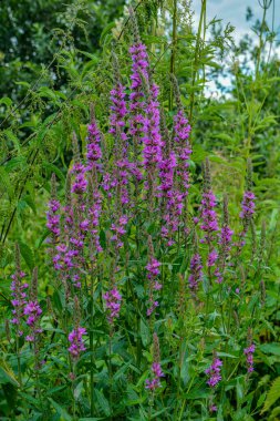 Violet inflorescences laosestrife, Lythrum salicaria. Bahçede büyüyen mor gevşeme. Çiçek arkaplan. Yazın kır çiçekleri. Plakun-grass uzun ömürlü bir bitkidir..