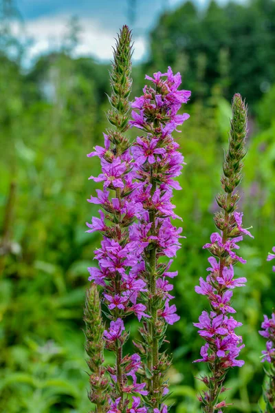 Violet Inflorescences Loosestrife Lythrum Salicaria Blooming Purple Loosestrife Growing Garden — Fotografia de Stock