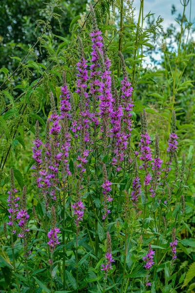 Violet Inflorescences Loosestrife Lythrum Salicaria Blooming Purple Loosestrife Growing Garden — Fotografia de Stock