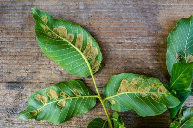 Galls on the leaves of walnut (Juglans regia) caused by Aceria erinea mite .