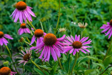 Çiçekli mor koni sakızı. Ekinezya purpurea, doğu mor coneflower veya kirpi coneflower. Metin için yer.