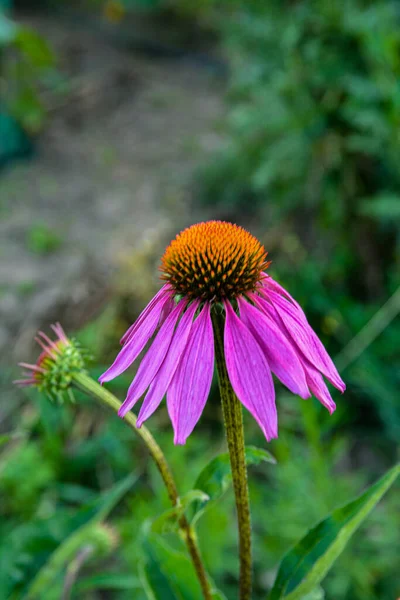 Blooming Purple Coneflower Echinacea Purpurea Eastern Purple Coneflower Hedgehog Coneflower — Stockfoto