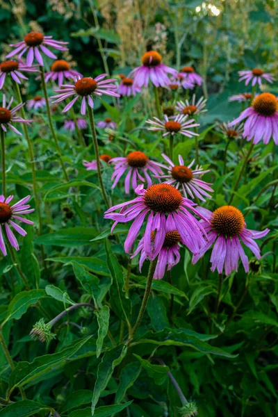 Blooming Purple Coneflower Echinacea Purpurea Eastern Purple Coneflower Hedgehog Coneflower — Fotografia de Stock