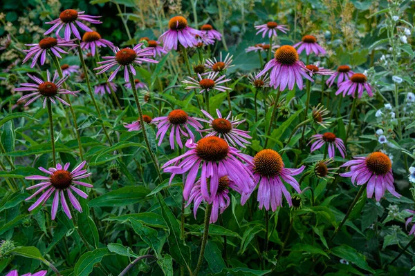 Blooming Purple Coneflower Echinacea Purpurea Eastern Purple Coneflower Hedgehog Coneflower — Stockfoto