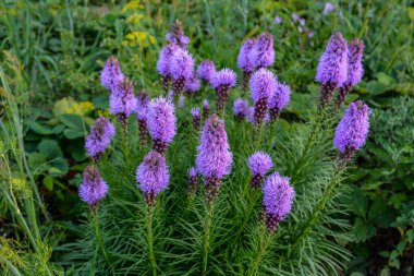 Yeşil yapraklı Mor Liatris spicata çiçekleri, resmi kapat.
