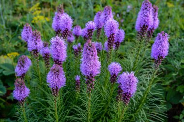 Yeşil yapraklı Mor Liatris spicata çiçekleri, resmi kapat.