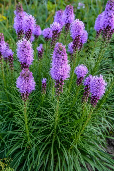 Purple Liatris Spicata Flowers Green Leaves Background Close Image — Stock fotografie