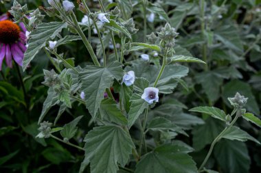 Yazın çiçekli tıbbi bitki marşmelovu. Arka planda bulanık bitkilerle birlikte çiçek açmış marshmallow 'un yakın çekimi. .